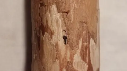 Does This Look Infested?