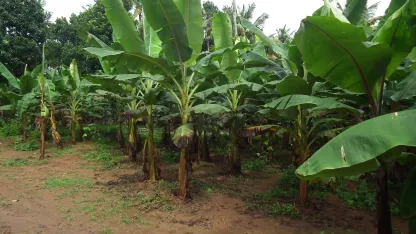 Fruit Tree of the Day: Banana