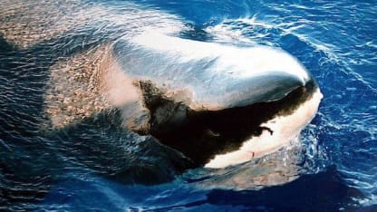 How much do you worry about sharks when you swim in the ocean?