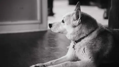 Cheer me up - show me your pets