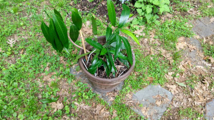 This is why I'm (even more) superstitious when it comes to plants.