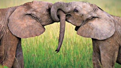 Animal kingdom love facts