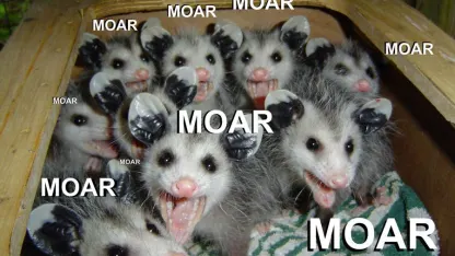 Moar opossums!