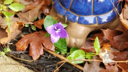 Last Flowers of Summer