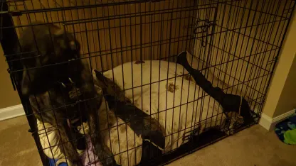 Why did I get a puppy????