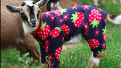 Goats in Pajamas