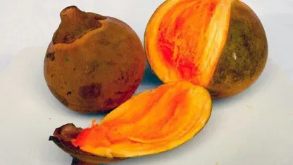 Bonus Fruit Tree of the Day: South American Sapote