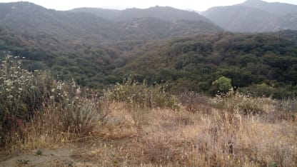 R.I.P Phantom (I didn't even have time to name him)