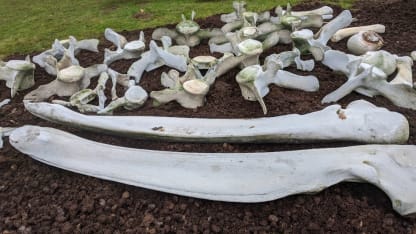 Whale Head Chronicles