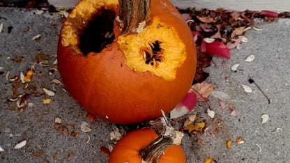 Squirrel Nutkin carved my pumpkin