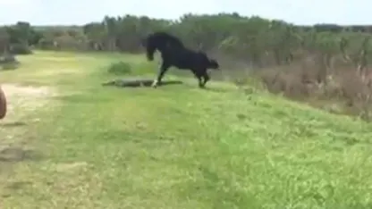 Horse Attacks Alligator