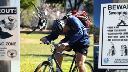 Swooping Season: When Australian Birds Attack