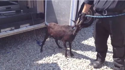 Goat Ewe When September Ends - Blame Thread Sept 2017