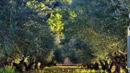 What is your favorite flavored balsamic?