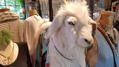 I found a goat!