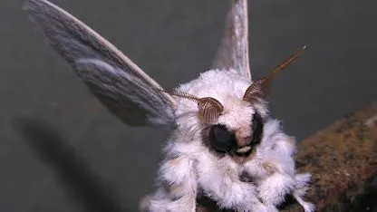 Moth