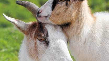 Calendar of the Scapegoat