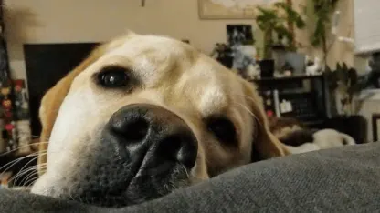 We need pets! They all need pets!