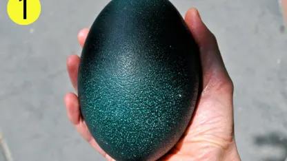 Look Smart Trivia: Eggs