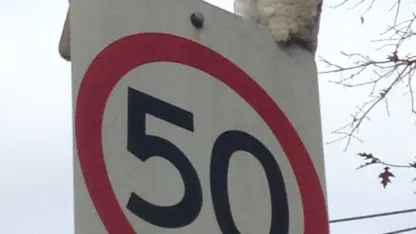 Cockatoos, Showbags, Arvo, and Other Australian Surprises