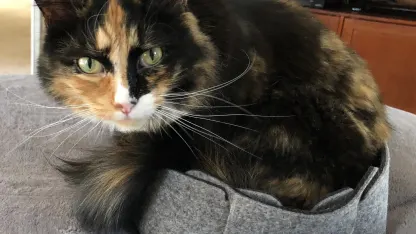 [Game Night]? In this part of the country, at this time of day, localized entirely in your kitchen? Only at 9:30 EST Sunday Nights