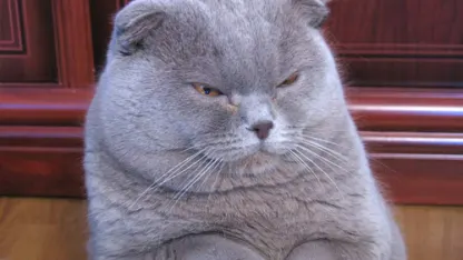 ACL Weekend 1 Wristband