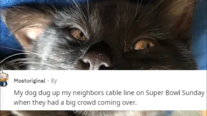 Worst thing for your dog to get into: