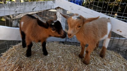 No holidays this month?! (August 2020 goat nominations)