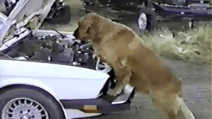 The Body Shop (Car Repair Help)