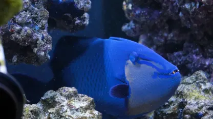 Are you a fish person?