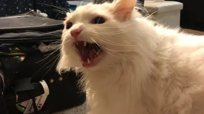 Guess who is going to be cranky today