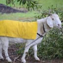 April 4th - "April Showers Bring May Flowers. Then the goat eats them."