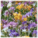 30-Pack: Touch Of ECO Anemone Blanda or Fragrant Freesia Colorful Flower Bulbs