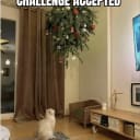 Pets and the holidays