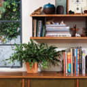 Sonos One SL Wireless Speaker (Certified Renewed)