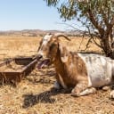 On the Goat Again (May 2026 Scapegoat Blame Thread)