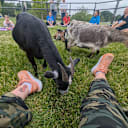 Goats!!
