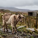 Aww, goats! (August 2026 Scapegoat Blame Thread)