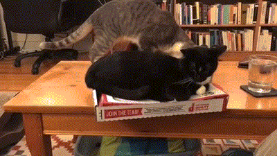 Pizza Cat