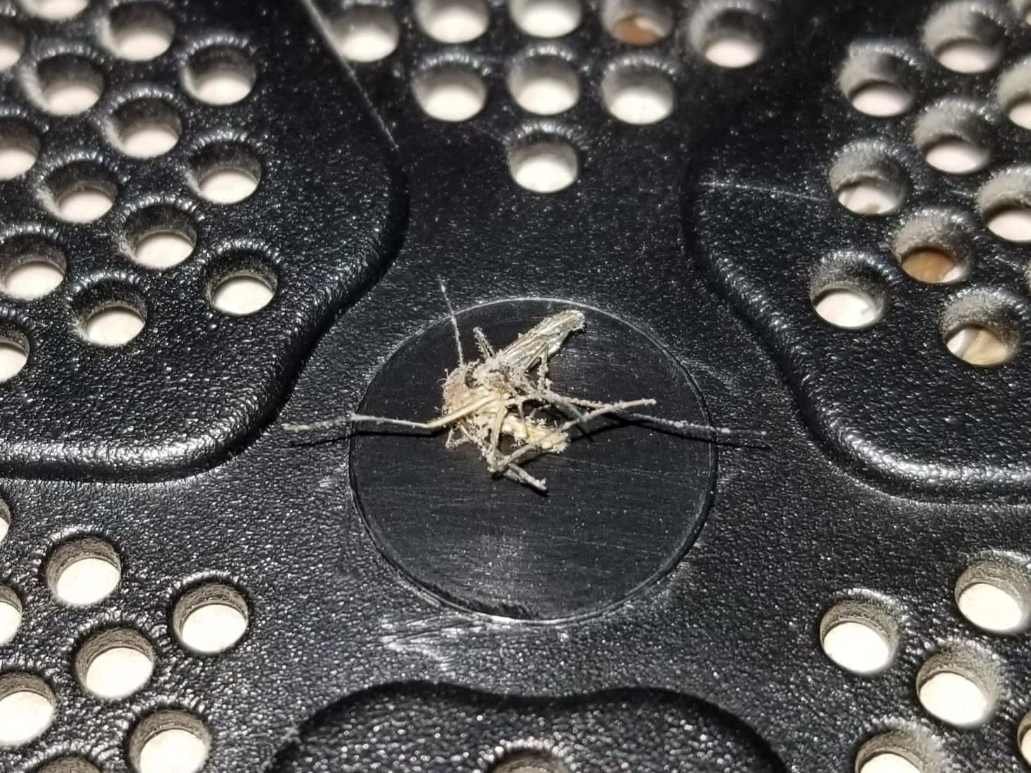 Definitely a mosquito!