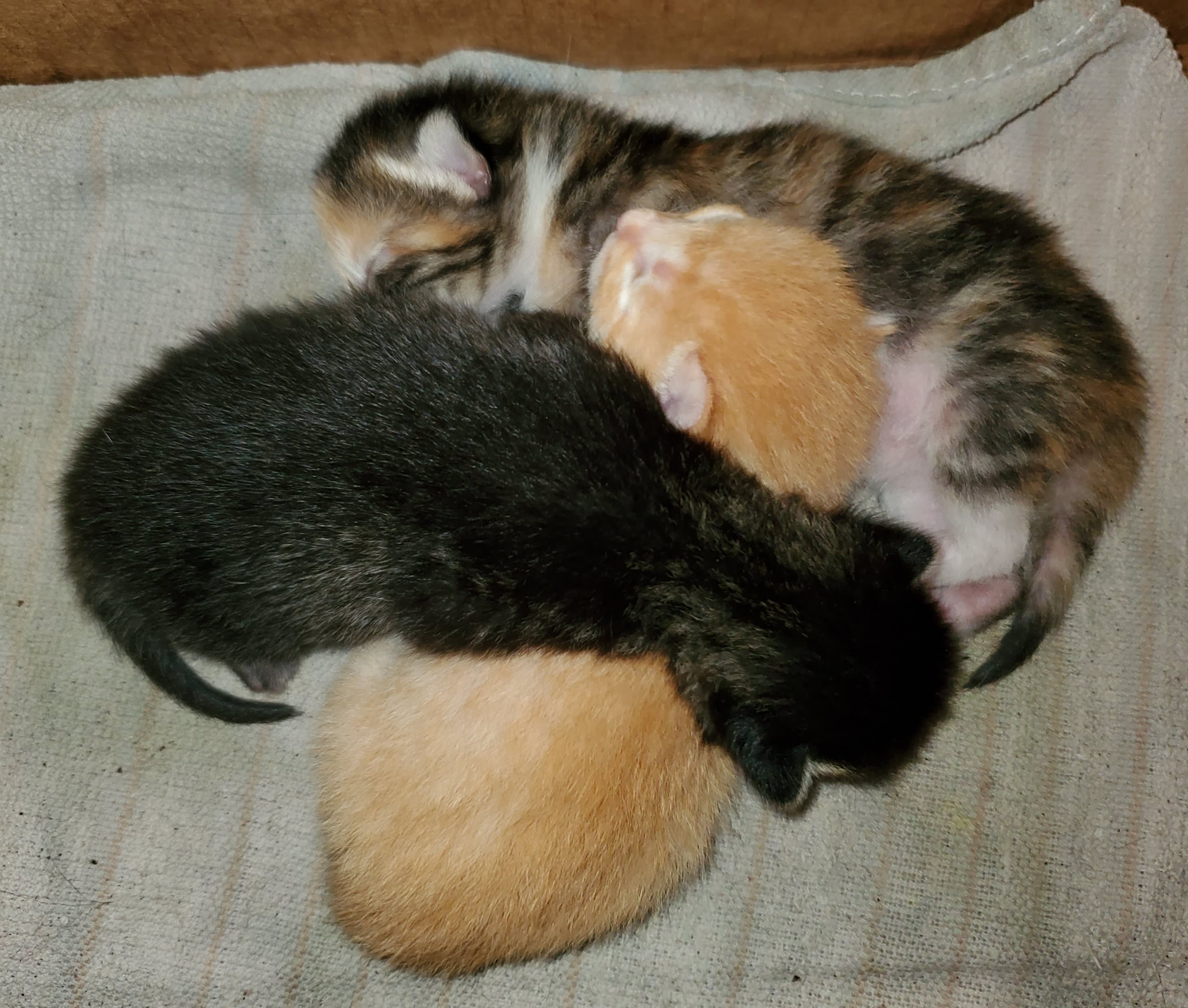 kittens