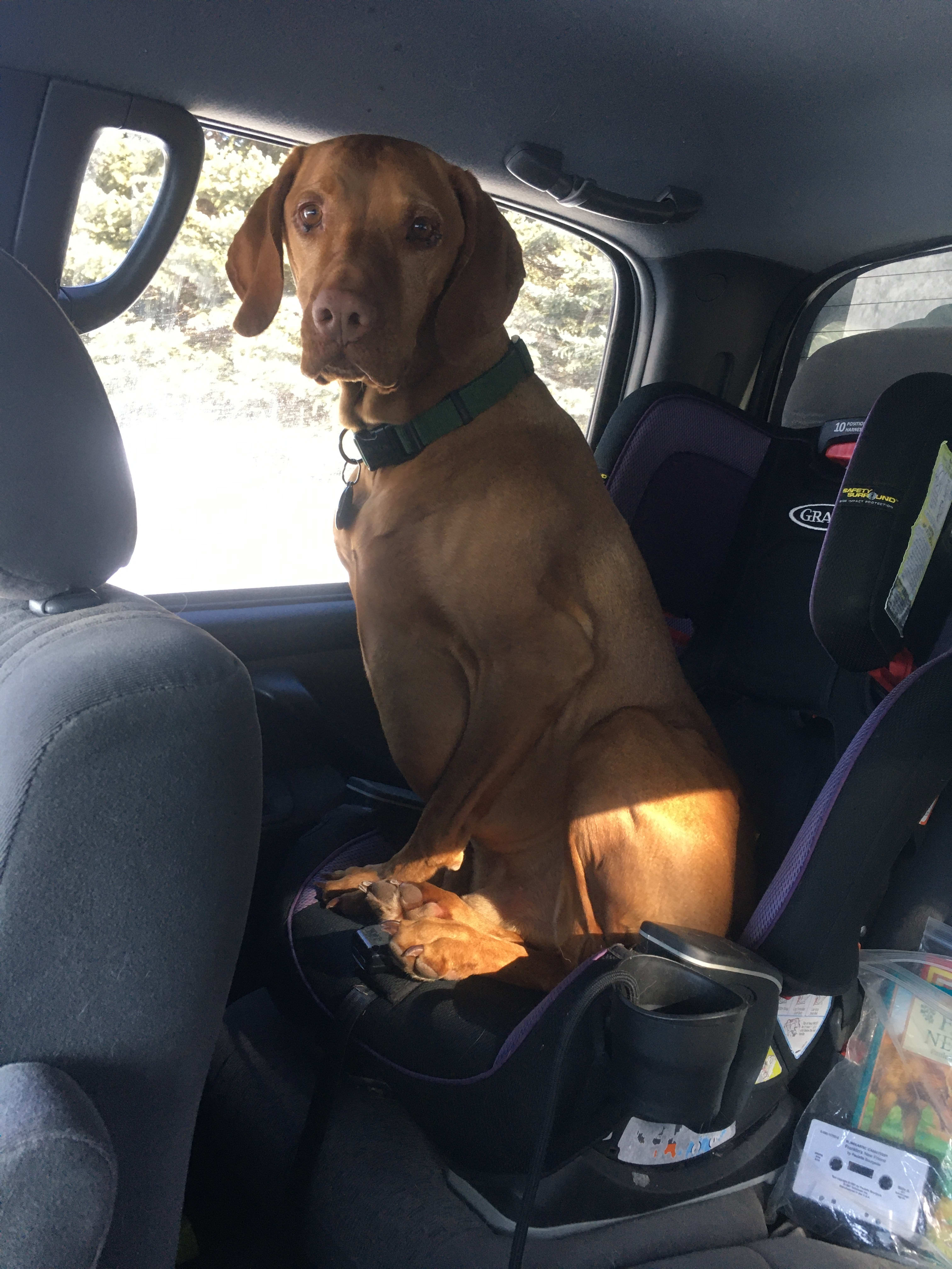 Our Vizsla