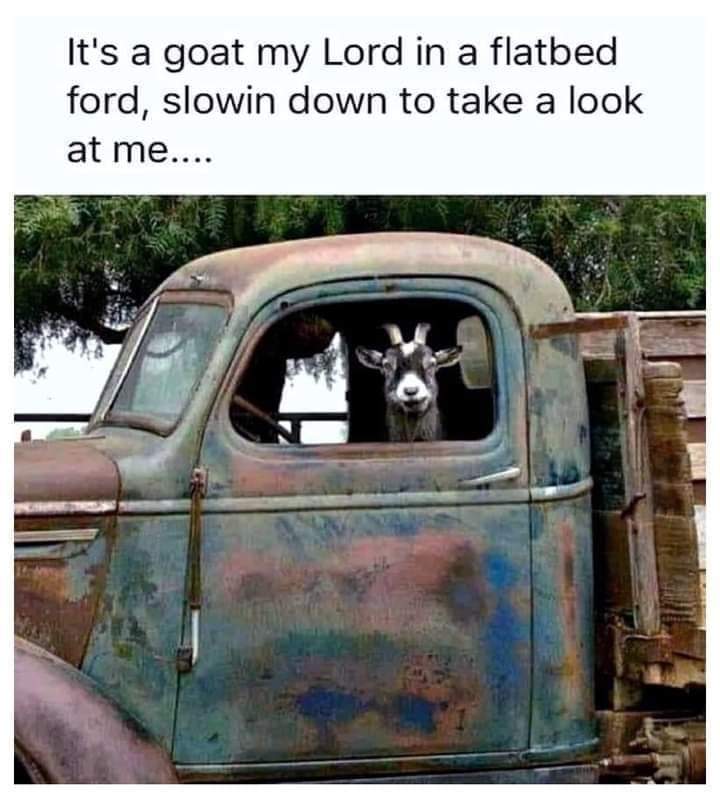 goat in flatbed ford
