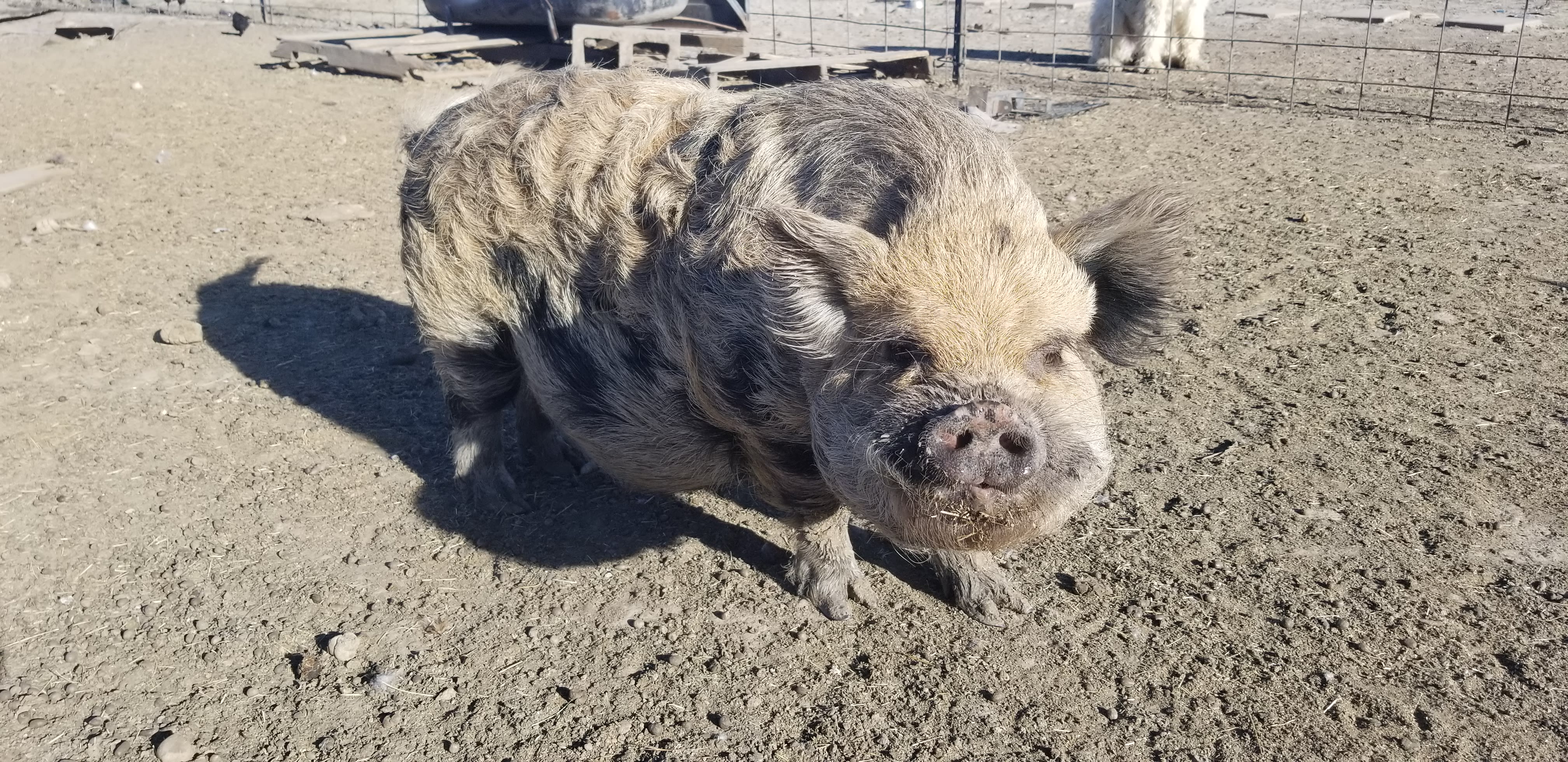 A smiling pig