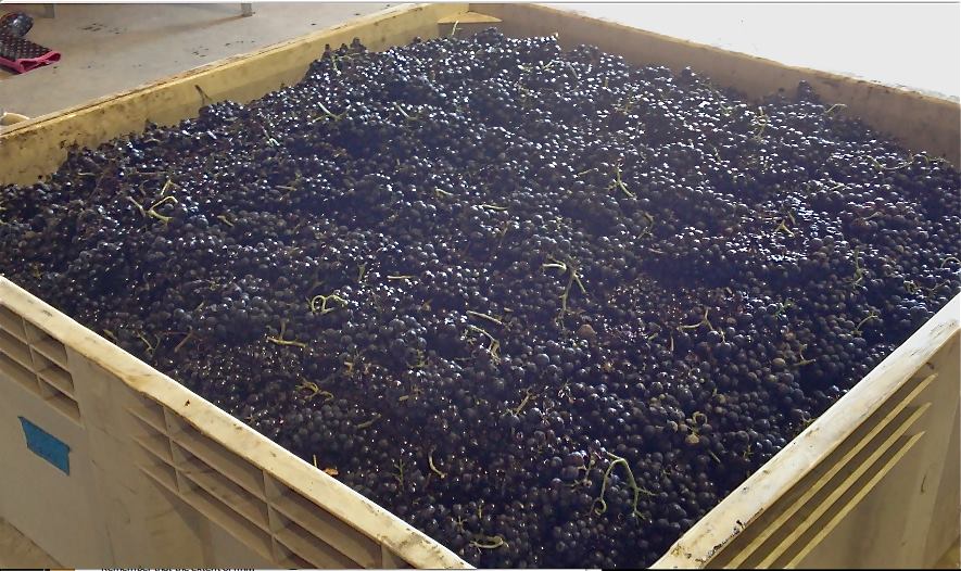 2013 Grapes