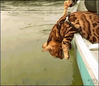bengal cat canoe