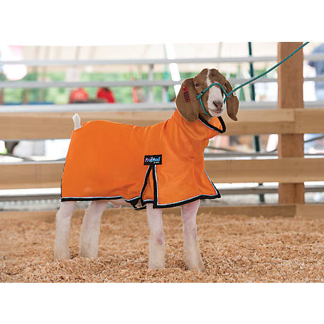 Orange Coat Goat