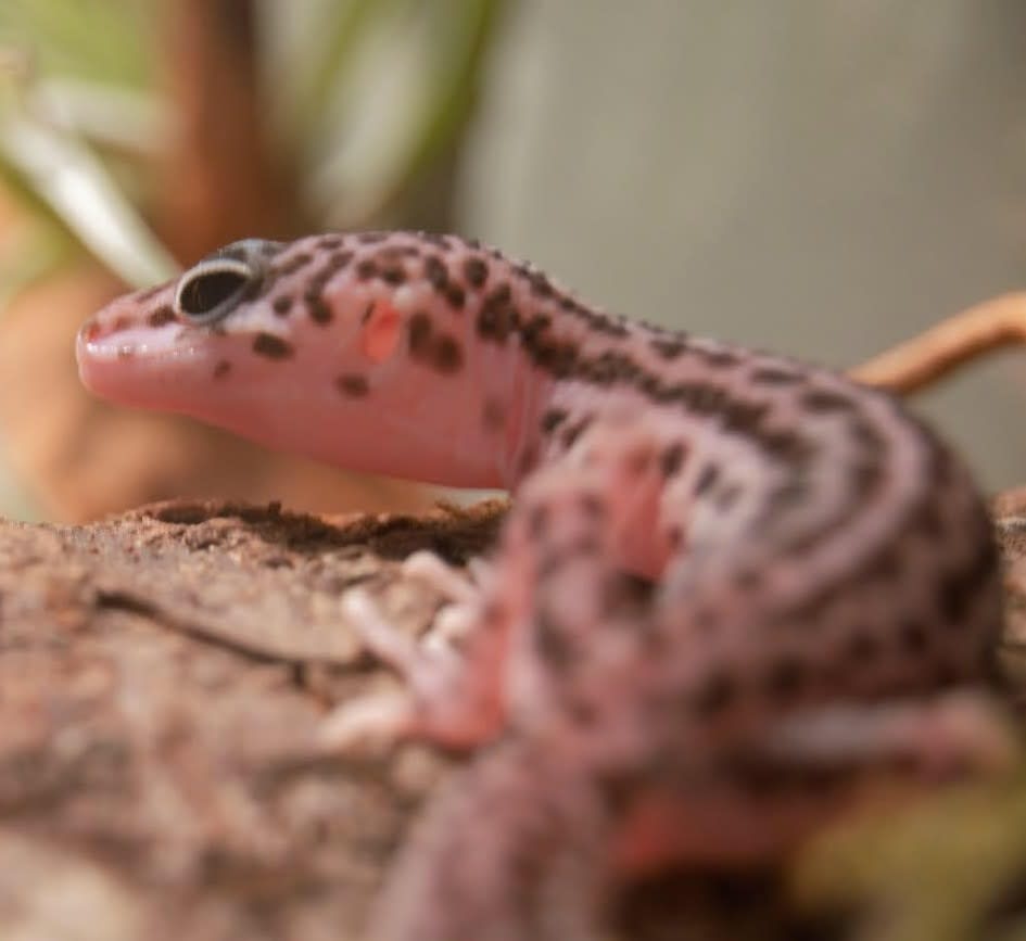 Seseme, the leopard gecko