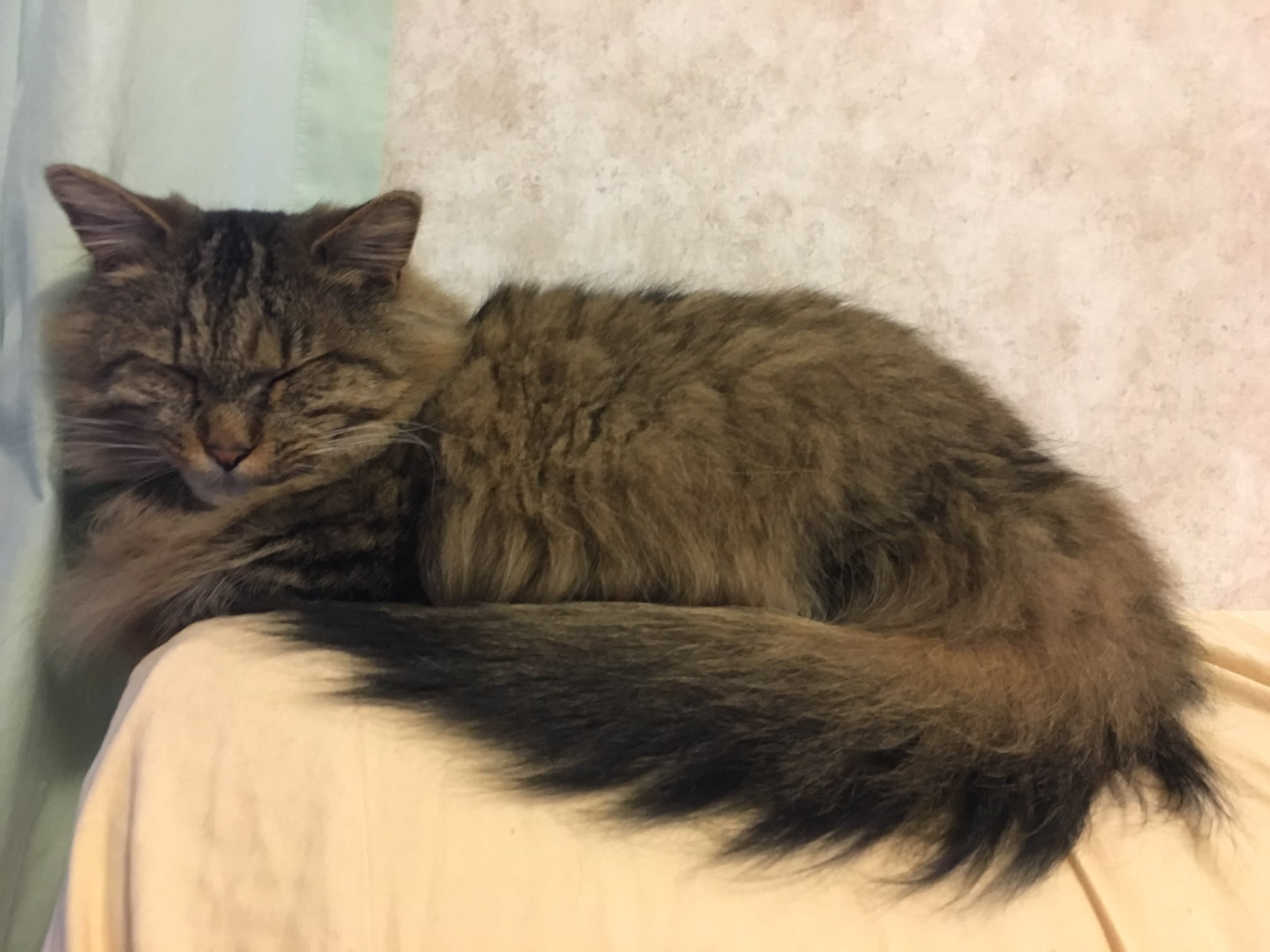 Cappy is tired too...