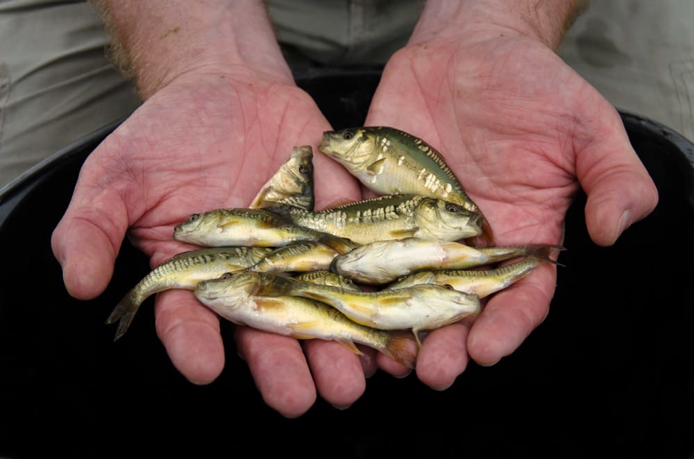 How much for the carp?